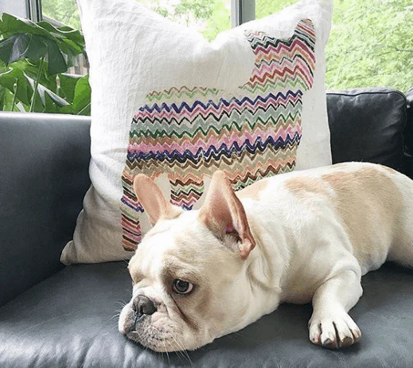 Zig Zag Frenchie - Pillow - Image 2